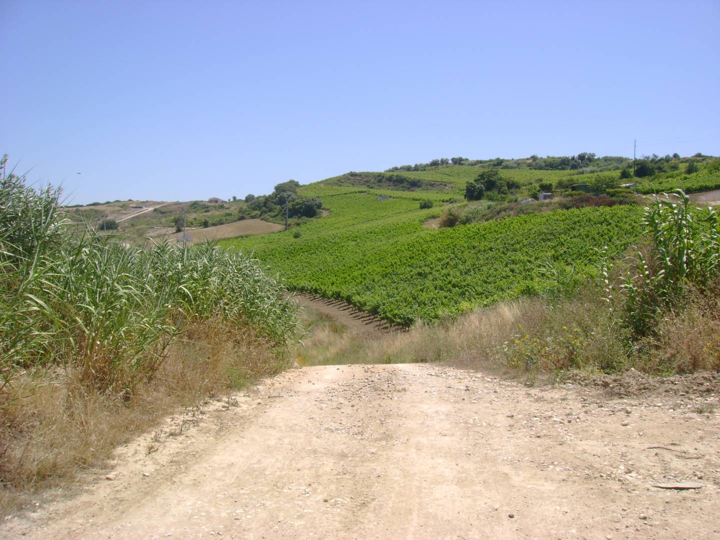 Percurso Pedestre Rota do Vinho e da Vinha