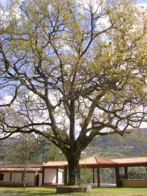 Quercus Pyrenaica Willd
