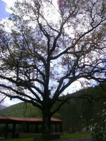 Quercus Pyrenaica Willd