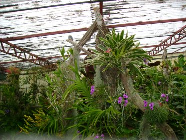 Jardim Orquídea
