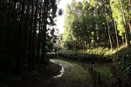 Reserva Florestal de Recreio das Fontinhas