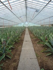 Plantação de Ananases A. Arruda