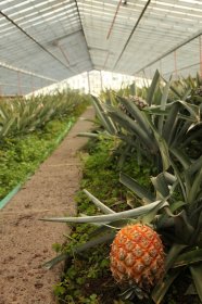 Plantação de Ananases A. Arruda