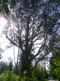 Árvore Notável (Eucalipto)