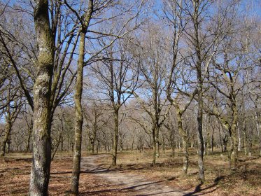 Parque Florestal da Gândara