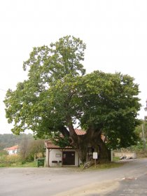 Castanheiro de Vilar de Ossos