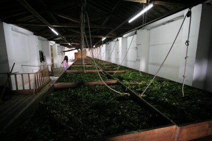 Fábrica de Chá da Gorreana
