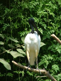 Zoo de Lourosa - Parque Ornitológico